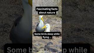 Amazing These Birds Sleep While Flying X Nature fact nature bird [upl. by Ellesig]