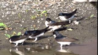 Jiricka obecna Delichon urbica Hirundo rustica House Martin Adolf Goebel [upl. by Ronacin]