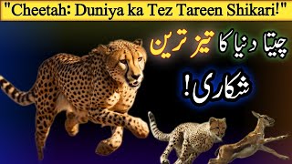 Cheetah The Fastest Land Animal Unleashing the Power the Cheetah  چیتا دنیا کا تیز ترین شکاری [upl. by Accemahs]