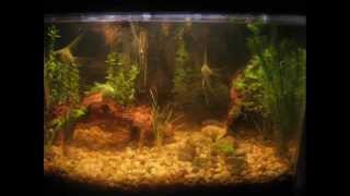 Day 1 to 30 Aquarium Plant Growth pictures [upl. by Lasky]