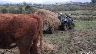 Double trouble on a cold wet windy night Outwintering cattle in Ireland [upl. by Anillek62]