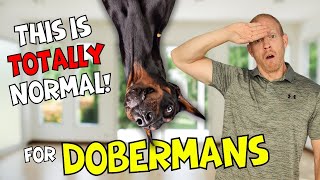 Concerning Behaviors Dobermans Do That Are ACTUALLY Normal [upl. by Sidoon]