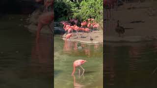 The flamingo song at the zoo ￼ [upl. by Kordula]