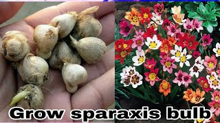 How to grow sparaxis bulb [upl. by Aiyn]