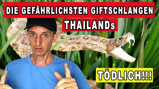 DIE 7 GEFÄHRLICHSTEN GIFTSCHLANGEN IN THAILAND Leben in Thailand [upl. by Liban]