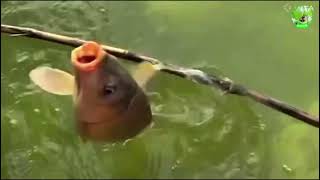 big gold fishing gold facial kaise karte hain dekho raw fishing katla fishing 🎣🦦 Nadi per goldfish [upl. by Ecirtnahs354]