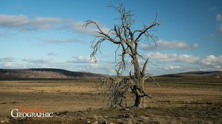 The Weeping Tree  Episode 1 Andry Sculthorpe Palawa Land and Heritage Coordinator [upl. by Luwana687]