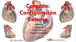 Anatomía  Configuración Externa del Corazón Caras Bordes Relaciones Área Precordial [upl. by Nonez413]