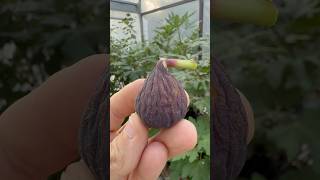 Verdal Negra fig farm fruit garden gardening love nature sun world texas figs [upl. by Awe142]