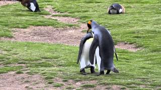 King Penguins Mating [upl. by Tallu]