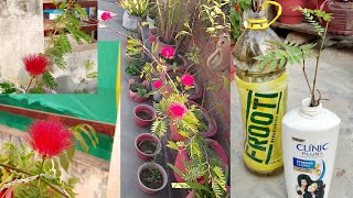 कटिंग से powder puff Calliandra plant को कैसे लगाये  how to grow powder puff from cutting [upl. by Nilorac]