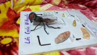 House fly life cycle model zoology project by PRINCE created from simple things  homemade [upl. by Cates]