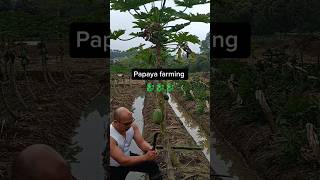 Methods To Dwarf A Papaya Tree farming agriculture ideas id [upl. by Caresa800]