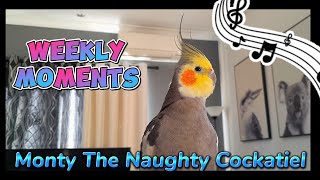 Monty The Naughty Cockatiels weekly moments ❤️❤️part 63❤️❤️ viral monty [upl. by Kalila671]