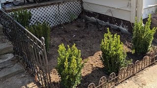 Transforming the fern garden l planting a Korean Spice Viburnum in the Tree Border 🌲 [upl. by Hocker135]