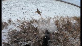 North Dakota Pheasant Hunting December A true representation of North Dakota wild birds on the run [upl. by Ahsima703]