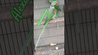 Alexandrine Parakeet shorts viral birds reels pakistan alexandrine birdslover parrot [upl. by Colb]