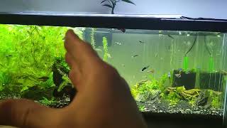 Conceding That Anacharis Can Only Be Kept As A Floating Plant Long Term  40 Gallon Community Tank [upl. by Beaumont]