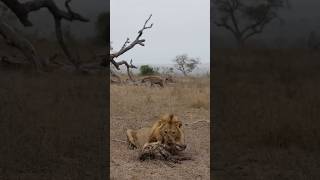 Lion Gets Revenge On The Hyenas 😲 [upl. by Eiznik611]