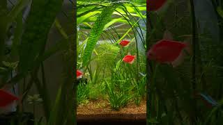 Juwel 70 liter aquarium 1 year after startup internal filter air pump  fish plants [upl. by Kristie960]