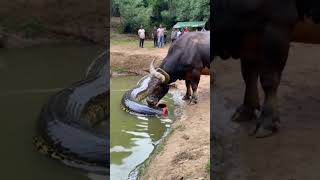 This video is absolutely beyond belief the buffalo actually ate half a python youtubeshorts [upl. by Eirek]