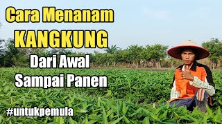 Cara Menanam Kangkung Cabut [upl. by Leiad177]