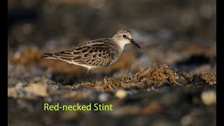 Red necked Stint [upl. by Ylaek]