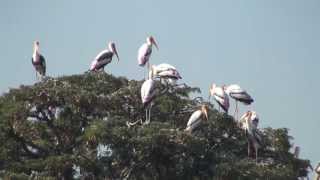 ಕೊಕ್ಕರೆ ಬೆಳ್ಳೂರು Kokkare Belluru bird sanctuary [upl. by Charteris]