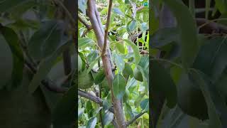 PEAR TREEshortvideo youtubeshorts tropicalfruit nature [upl. by Jeu902]