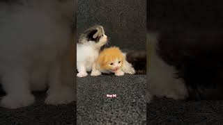 Kitten growing cat kitten cute catlover pets kucing kucinglucu how [upl. by Hsoj]