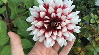 Pollinating Dahlias [upl. by Mistrot]