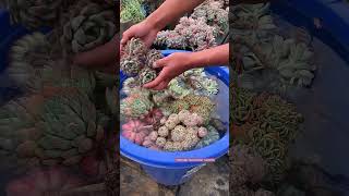 Before repotting succulents Shorts [upl. by Adnarem]