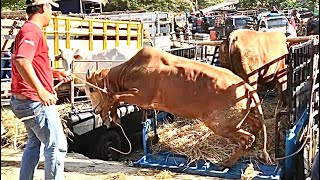 funny cow unloading from truck at the marketcow sound videos for kidscows videofunny animal [upl. by Cleon875]