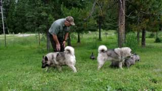 Norwegian Elkhound Puppies at 5 Weeks Old [upl. by Fevre229]