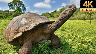 Galapagos with David Attenborough  Origin  4K Wildlife Documentary [upl. by Matty]