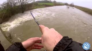 Siluro a light Spinning con Esca Siliconica  Strike in diretta  Silurus Glanis Catfish Game River [upl. by Sabir]