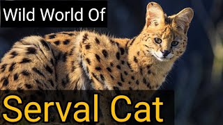 quotDiscover the Wild World of Serval Catsquot [upl. by Dyol]