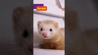 Datos los hurones In this video were going to learn some interesting facts about the ferrets [upl. by Fredra]