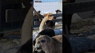 Not sure what their alpaca disagreement wasbut they spit at eachother [upl. by Christyna]