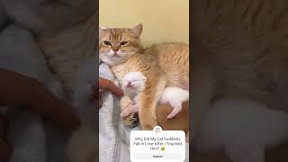 I Touched My Cat He Didnt Like It Then Fell in Love 😻CatLoveFunnyCatsCatPetLoversCatVlog [upl. by Ragan346]