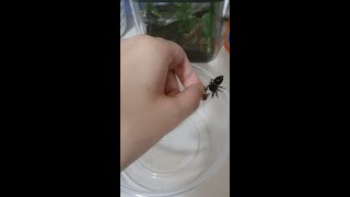 Handfeeding Regal Jumping Spider a Cricket REUPLOADED because I HATE Shorts [upl. by Elleinaj]