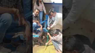 Draining of ruminal fluid in cow l Dr mandloiSatish yadav avfo [upl. by Matrona]