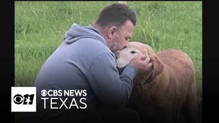 Denton County couple seeks justice after dog’s euthanasia sparks outcry [upl. by Colston]