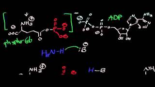 Biochemistry  Glutamine Synthetase  Biosynthesis of Glutamine [upl. by Etnor]