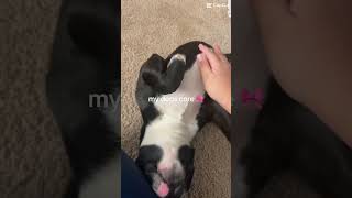 My dog’s core doglover popular viralvideo fypage bostonterrier shorts dog fypviralシ [upl. by Wallach963]