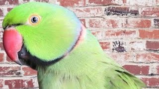 Alexandrine parakeet Parrot  Ringneck Talking Parrot [upl. by Aihsot853]