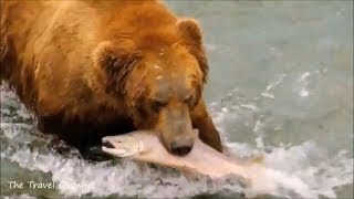 Grizzly Bears Feasting on Salmon in Alaska  Land of the Midnight Sun [upl. by Thais]