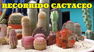 SECTOR CACTACEO tour cactus suculentas [upl. by Barina855]