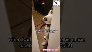 👀👀 music huskii amor funny huski huskiesy puppy husky memes pupieshusky youtube shorts [upl. by Aihsened]