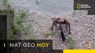 Avispa vs tarántula explicado por un niño de nueve años  Nat Geo [upl. by Aemat]